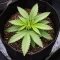 Auto White Widow XXL (00 Seeds)
