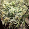 Blackberry Gum feminisierte Samen