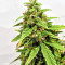 Buddha Medikit Auto CBD (Buddha Seeds) Cannabis-Samen