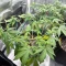 Forgotten Cookies Auto (Mephisto Genetics) Cannabis-Samen