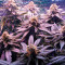Fruit Punch (Heavyweight Seeds) Cannabis-Samen