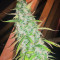 GG#4 Original Glue Auto (Auto Seeds) Cannabis-Samen