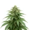Gorilla Cookies Auto (Big Head Seeds)