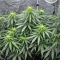Gorilla Fast (00 Seeds)