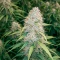Green Monster Auto (Zambeza Seeds) Cannabis-Samen