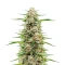 Hella Jelly (Humboldt Seed Company)