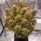 Mamba Negra / Black Mamba (BlimBurn Seeds) Cannabis-Samen