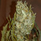Original Auto White Widow (Fast Buds) Cannabis-Samen