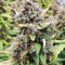 Original Big Bud Auto Samen feminisiert (Fast Buds)
