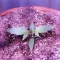 Pineapple Muffin Autoflower feminisierte Samen (Humboldt Seed Company)