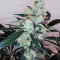Pink Kush (Barney's Farm) Cannabis-Samen