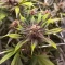 Purple Lemonade Poison Autoflower feminisierte Samen (Seedkeepers)