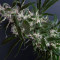 Purple Punch feminisierte Samen (Barney’s Farm)