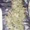 Shogun (RQS) Cannabis-Samen