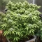 The Magician (De Sjamaan Seeds) Cannabis-Samen