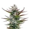 Thin Mint Frosting (Barney's Farm)