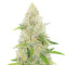Special Queen #1 (RQS) Cannabis-Samen