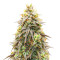 Pineapple Express Auto (Barney's Farm) Cannabis-Samen
