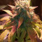 Acid Dough (Ripper Seeds) Cannabis-Samen