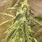 Auto Purple Gorilla (Short Stuff Seeds) Cannabis-Samen