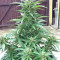 BCN Power Plant Autoflower (Seedstockers) Cannabis-Samen