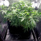 Blue Cheese (Big Buddha Seeds) Cannabis-Samen
