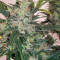 Chocodope (Victory Seeds) Cannabis-Samen