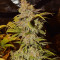 Critical Super Silver Haze (Delicious Seeds)