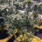 Eleven Roses feminisierte Samen (Delicious Seeds)