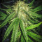 Gorilla Bomb (Bomb Seeds) Cannabis-Samen