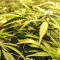 Kripple Roulette (Dr. Krippling Seeds) Cannabis-Samen