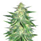 Lemon AK Auto feminisierte Samen (Fast Buds)