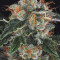 M.O.B. (T.H. Seeds) Cannabis-Samen