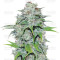 Nepal Jam regular (Ace Seeds) Cannabis-Samen
