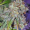 Original Bruce Banner regular (Dark Horse Genetics) Cannabis-Samen
