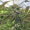 Original Bruce Banner regular (Dark Horse Genetics) Cannabis-Samen