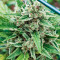Santa Marta Haze Autoflower (Seedstockers) Cannabis-Samen