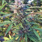 Strawberry Banana (Big Head Seeds) Cannabis-Samen