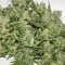 Sugar Black Rose Early Version feminisiertes Saatgut (Delicious Seeds)