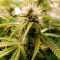 Super Critical Auto (GHS) Cannabis-Samen