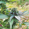 Super Skunk Autoflower (Seedstockers) Cannabis-Samen