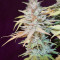 Sweet ZZ (Sweet Z) (RQS) Cannabis-Samen
