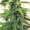 Thai Chi (Ace Seeds) Cannabis-Samen