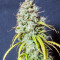 Wedding Cheesecake Auto (Fast Buds)