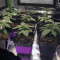 Wedding Gelato (RQS) Cannabis-Samen