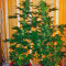 Auto-Bomb strain