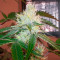Caramelo Early Version (Delicious Seeds)