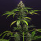 Chem-Bomb Auto (Humboldt Seeds Organization)