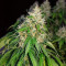 Auto Critical Orange Punch Feminized (Dutch Passion)