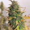 Girl Scout Cookies Autoflower (Seedstockers) Cannabis-Samen